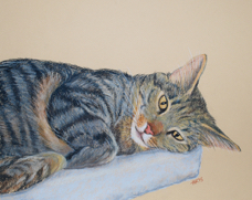 Claude Bowen cat pet portrait DSC_0014.jpg