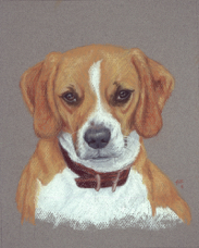 Diane dog portrait Copper.jpg