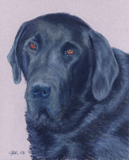 Eastman dog portrait Ridley.jpg