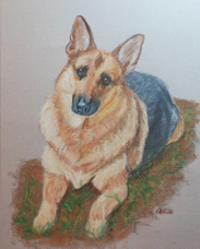 german shepher dog portrait DSC_1341.jpg