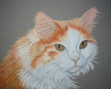 jessica cat portrait Monty IMG_0003.jpg