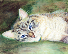 Kim Cooper cat portrait Dusk.jpg