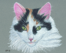 Stacie Cole cat portrait Prissy.jpg