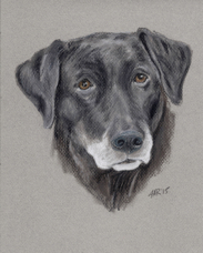 Steve Scheller dog portrait Lois.jpg